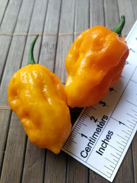 fruit of chilli pepper Bhut Jolokia Yellow: 18-CC14-1#6