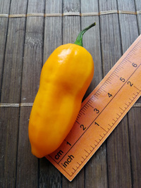 fruit of chilli pepper Bhut Jolokia Yellow: 18-CC14-2#1