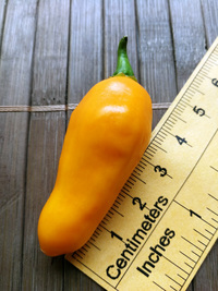 fruit of chilli pepper Bhut Jolokia Yellow: 18-CC14-2#3