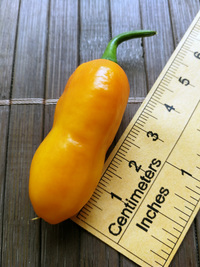 fruit of chilli pepper Bhut Jolokia Yellow: 18-CC14-2#4