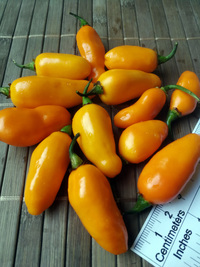 fruit of chilli pepper Bhut Jolokia Yellow: 18-CC14-2#6
