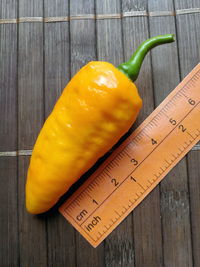 fruit of chilli pepper Bhut Jolokia Yellow: 18-CC14-3#2