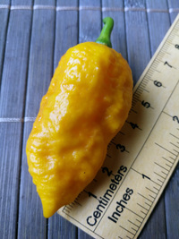 fruit of chilli pepper Bhut Jolokia Yellow: 18-CC14-3#3