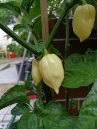 plant of chilli pepper: Bhut Jolokia White
