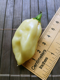 fruit of chilli pepper Bhut Jolokia White: 18-CC15-1#4