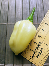 fruit of chilli pepper Bhut Jolokia White: 18-CC15-1#6
