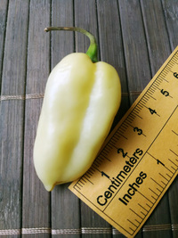 plod chilli papriky Bhut Jolokia White: 18-CC15-2#2