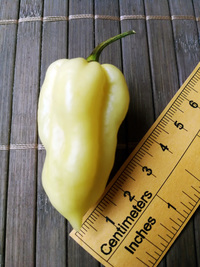 plod chilli papriky Bhut Jolokia White: 18-CC15-2#3