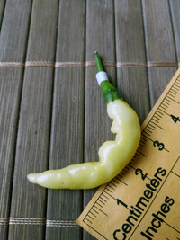 fruit of chilli pepper Aribibi Gusano: 18-CC16-1#2