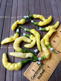plod chilli papriky Aribibi Gusano: 18-CC16-1#4