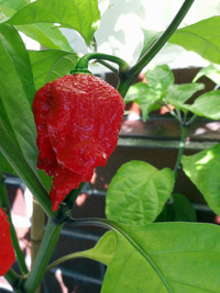 fruit of chilli pepper Trinidad Moruga Scorpion: 18-CC17-1#3
