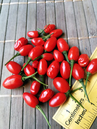 fruit of chilli pepper: Devil