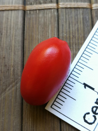 fruit of chilli pepper Devil