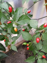 plant of chilli pepper: Devil