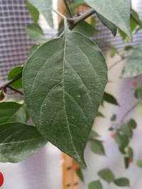 leaf of chilli pepper: Devil