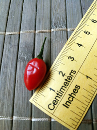 fruit of chilli pepper Devil