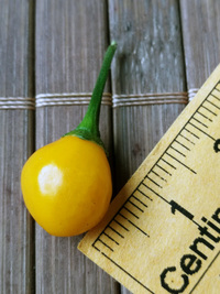 fruit of chilli pepper Aji Charapita Small: 18-CC1Z-12#1