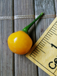 fruit of chilli pepper Aji Charapita Small: 18-CC1Z-12#2