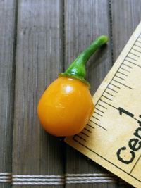 fruit of chilli pepper Aji Charapita Small: 18-CC1Z-1#1