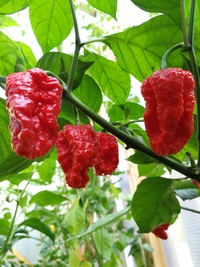plant of chilli pepper: Carolina Reaper
