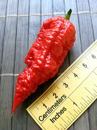 fruit of chilli pepper Carolina Reaper: 18-CC2-1#1