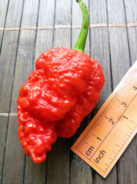 fruit of chilli pepper Carolina Reaper: 18-CC2-1#2