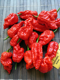 fruit of chilli pepper Carolina Reaper: 18-CC2-1#4
