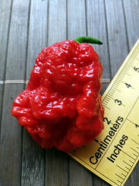 fruit of chilli pepper Carolina Reaper: 18-CC2-1#5