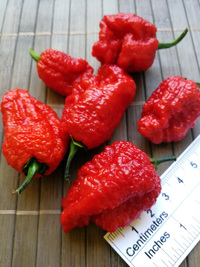 fruit of chilli pepper Carolina Reaper: 18-CC2-1#7