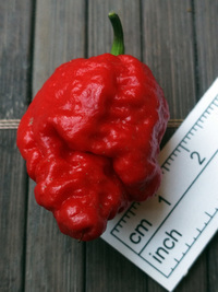 fruit of chilli pepper Carolina Reaper: 18-CC2-2#1