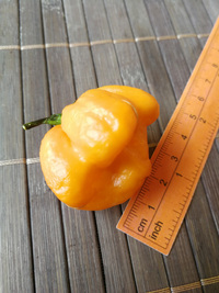 fruit of chilli pepper Bahamian Goat: 18-CC3-1#4