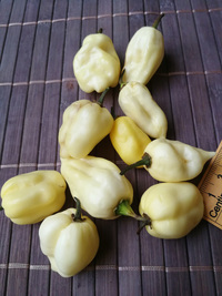 fruit of chilli pepper Fatalii White: 18-CC4-22#7