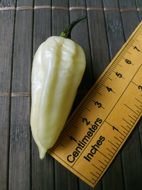 fruit of chilli pepper Fatalii White: 18-CC4-21#4