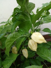plant of chilli pepper: Fatalii White