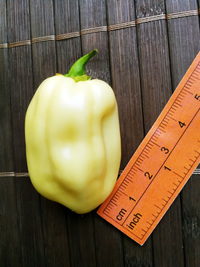 fruit of chilli pepper Fatalii White: 18-CC4-22#2