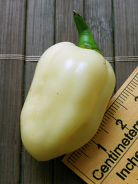 fruit of chilli pepper Fatalii White: 18-CC4-22#3