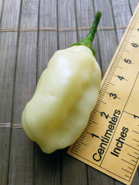 fruit of chilli pepper Fatalii White: 18-CC4-22#5