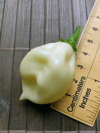 fruit of chilli pepper Fatalii White: 18-CC4-22#6