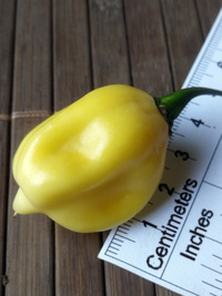 fruit of chilli pepper Fatalii White: 18-CC4-3#1