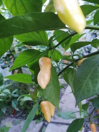 plant of chilli pepper: Fatalii Peach