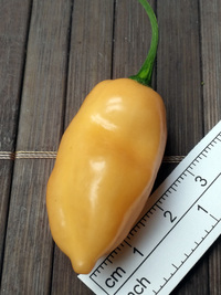 fruit of chilli pepper: Fatalii Peach