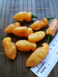 fruit of chilli pepper Fatalii Peach: 18-CC4P-2#6