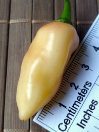 fruit of chilli pepper Fatalii Peach: 18-CC4P-2#7