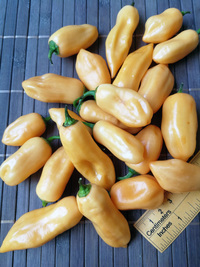 plod chilli papriky Habanero Peach: 18-CC5-11#1