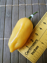 fruit of chilli pepper Habanero Peach: 18-CC5-11#2