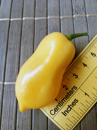 fruit of chilli pepper Habanero Peach: 18-CC5-11#3