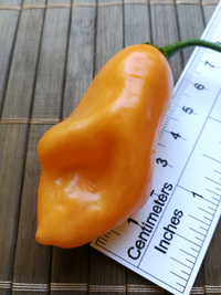 fruit of chilli pepper Habanero Peach: 18-CC5-31#1