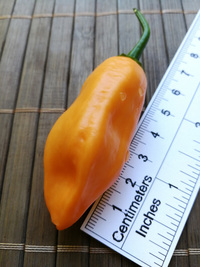 plod chilli papriky Habanero Peach: 18-CC5-31#2