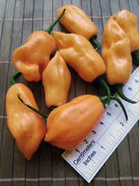 plod chilli papriky Habanero Peach: 18-CC5-31#3