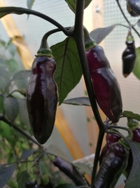 plant of chilli pepper: Pimenta de Neyde
